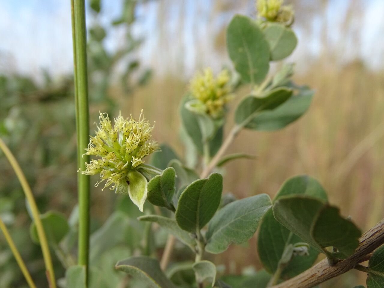 Guiera senegalensis flower