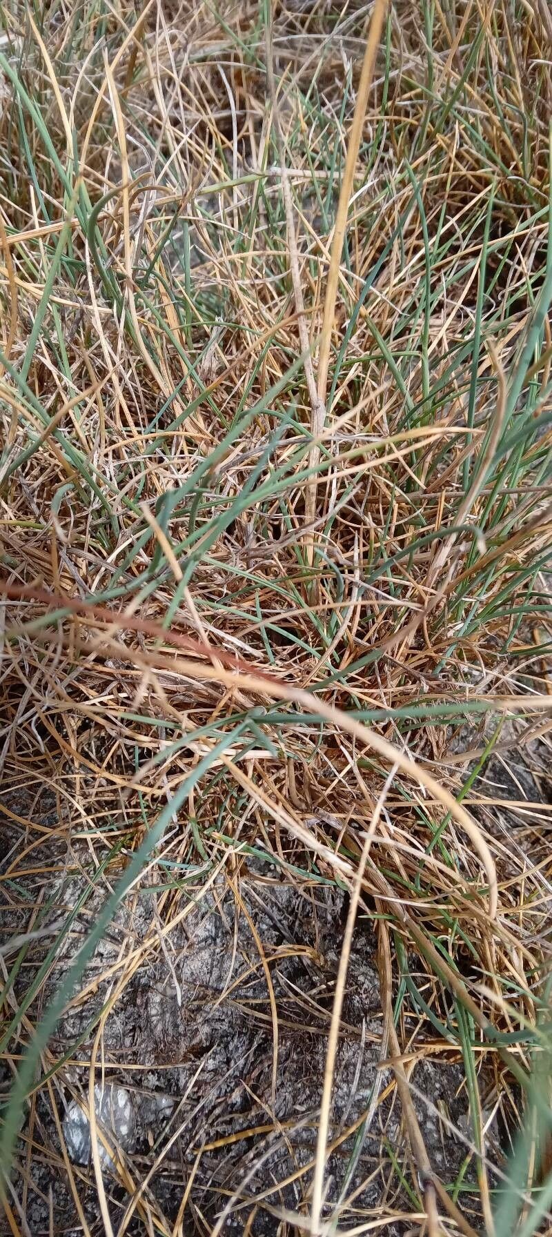 Puccinellia distans — related species from the same genus