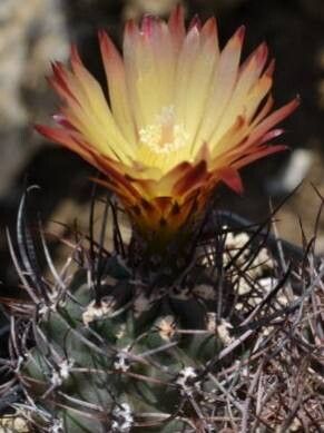 Eriosyce andreaeana — related species from the same genus