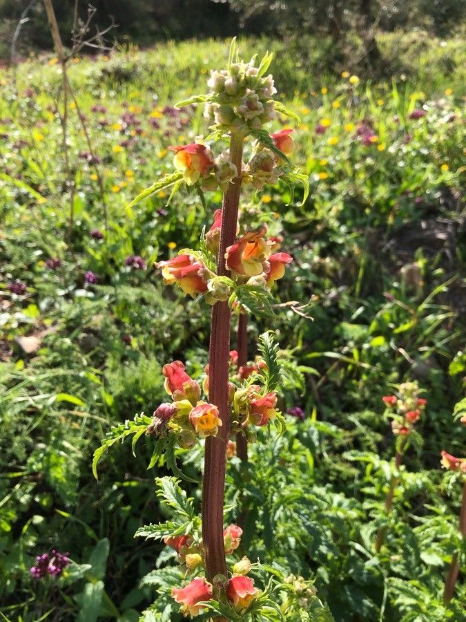 Scrophularia sambucifolia flower