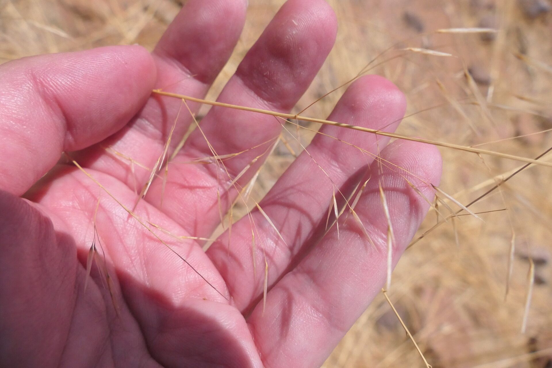Stipagrostis uniplumis flower