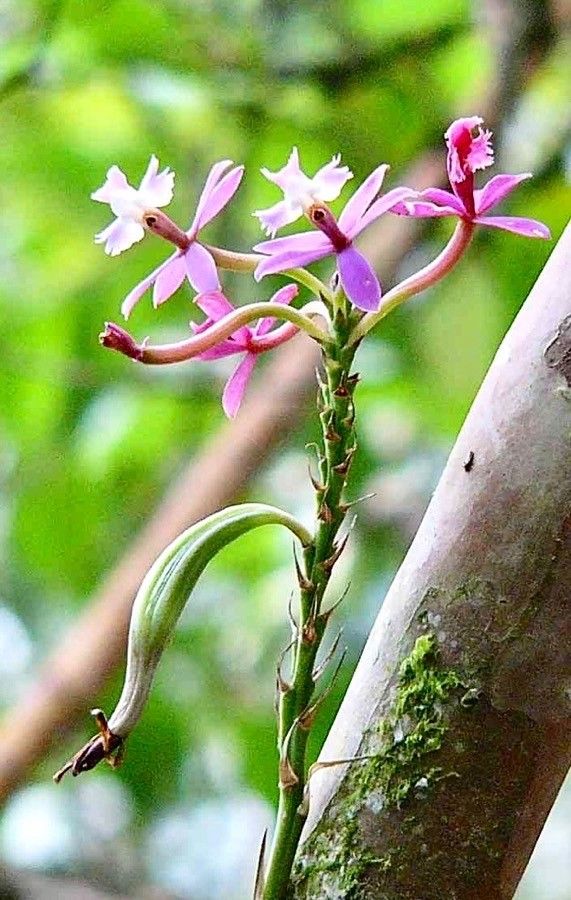 Epidendrum jamiesonis flower
