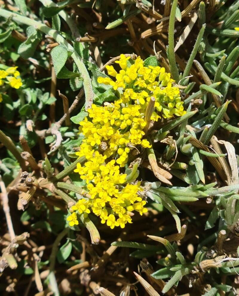 Odontarrhena bertolonii flower
