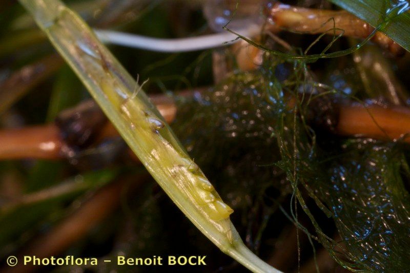 Zostera noltei fruit