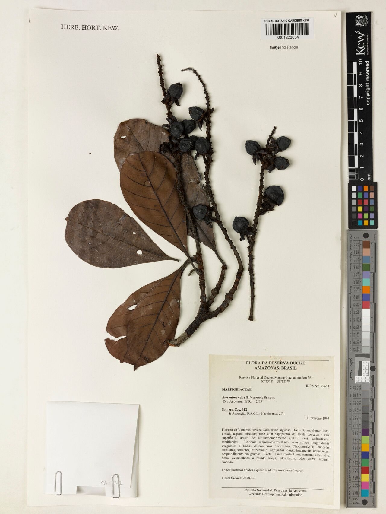 Byrsonima incarnata fruit