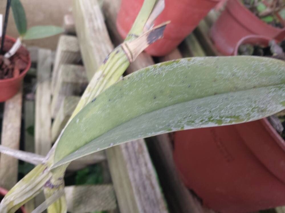 Laelia undulata leaf