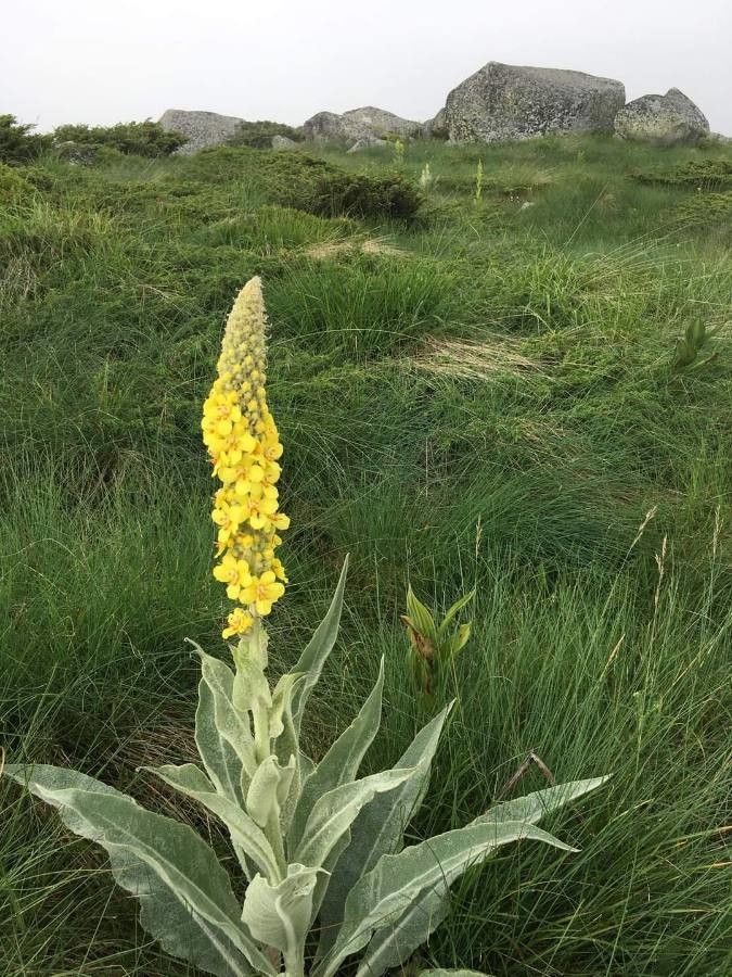 Verbascum niveum habit