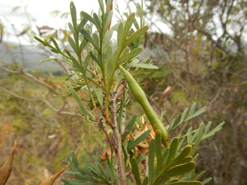 Stenocarpus heterophyllus habit