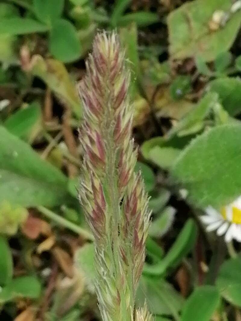 Koeleria vallesiana fruit
