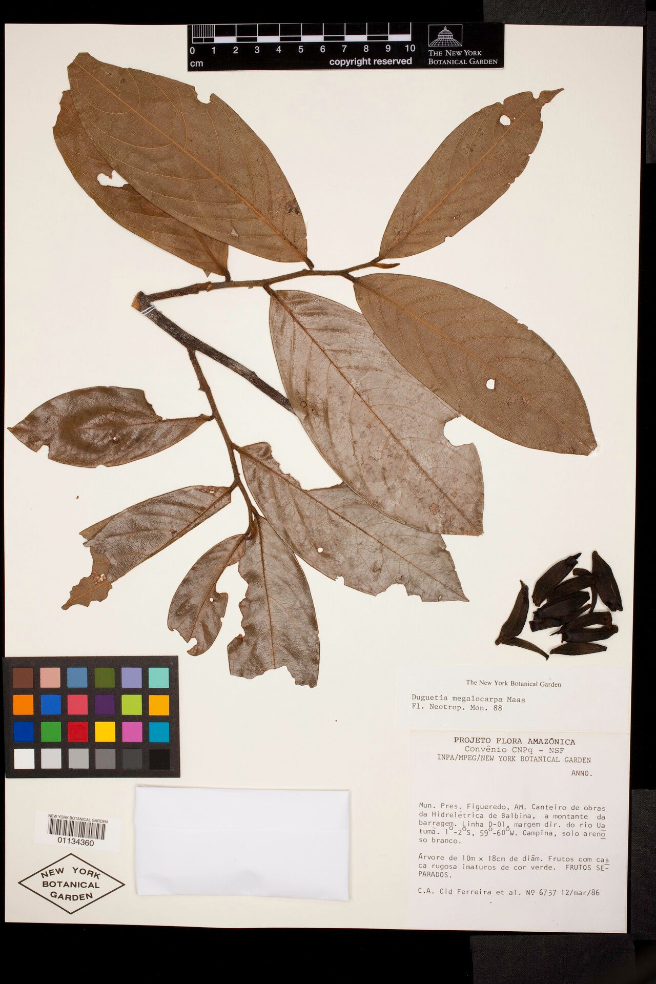 Duguetia megalocarpa — houseplant care guide