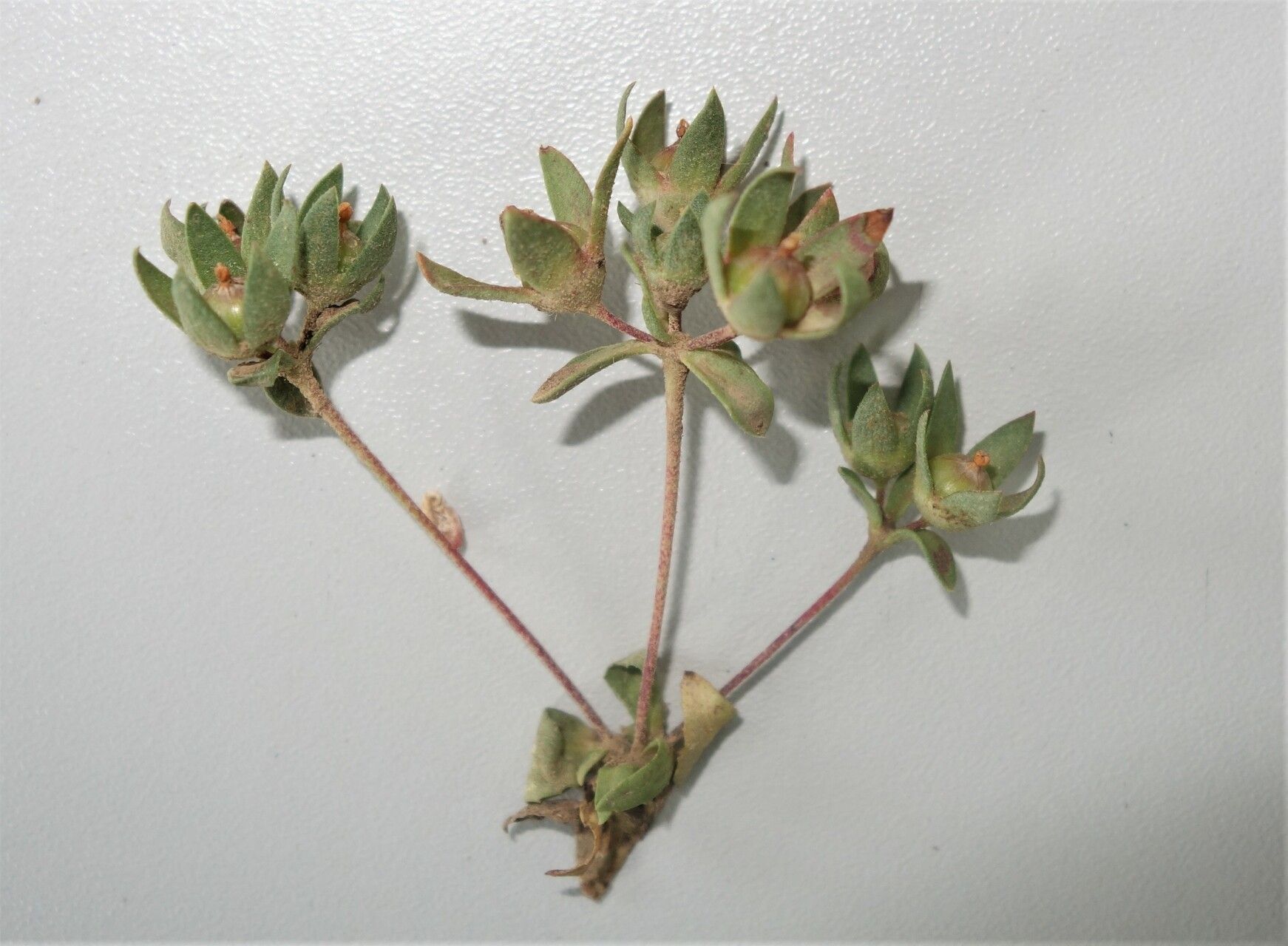 Androsace maxima fruit