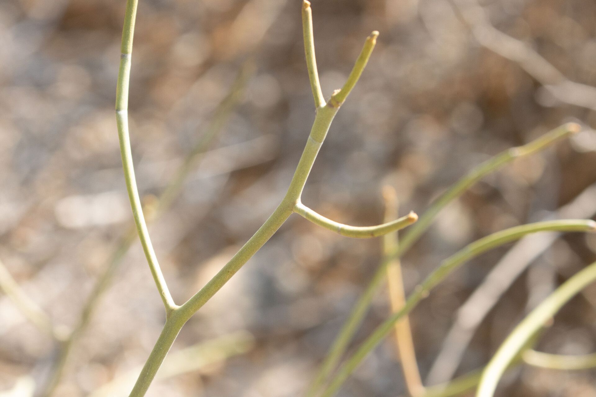 Euphorbia mainty bark