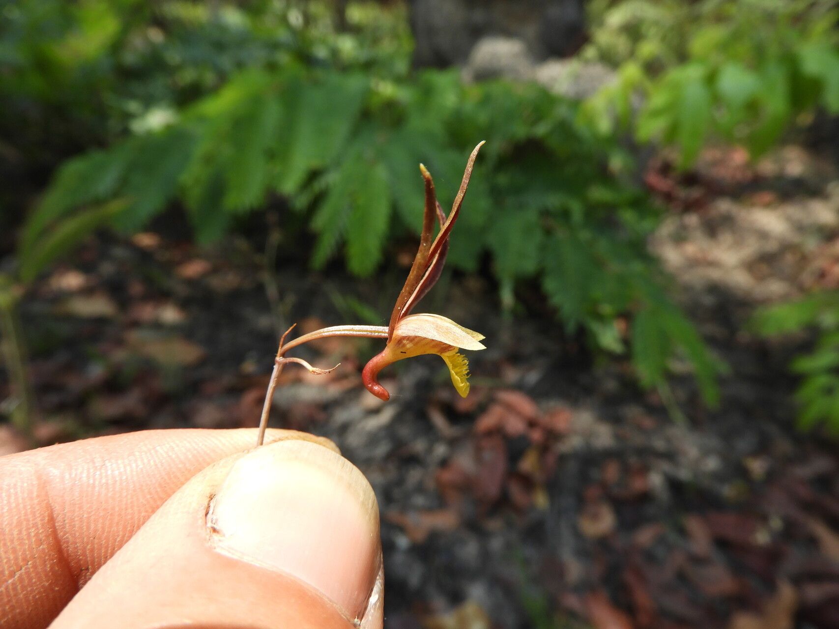 Eulophia mumbwaensis flower