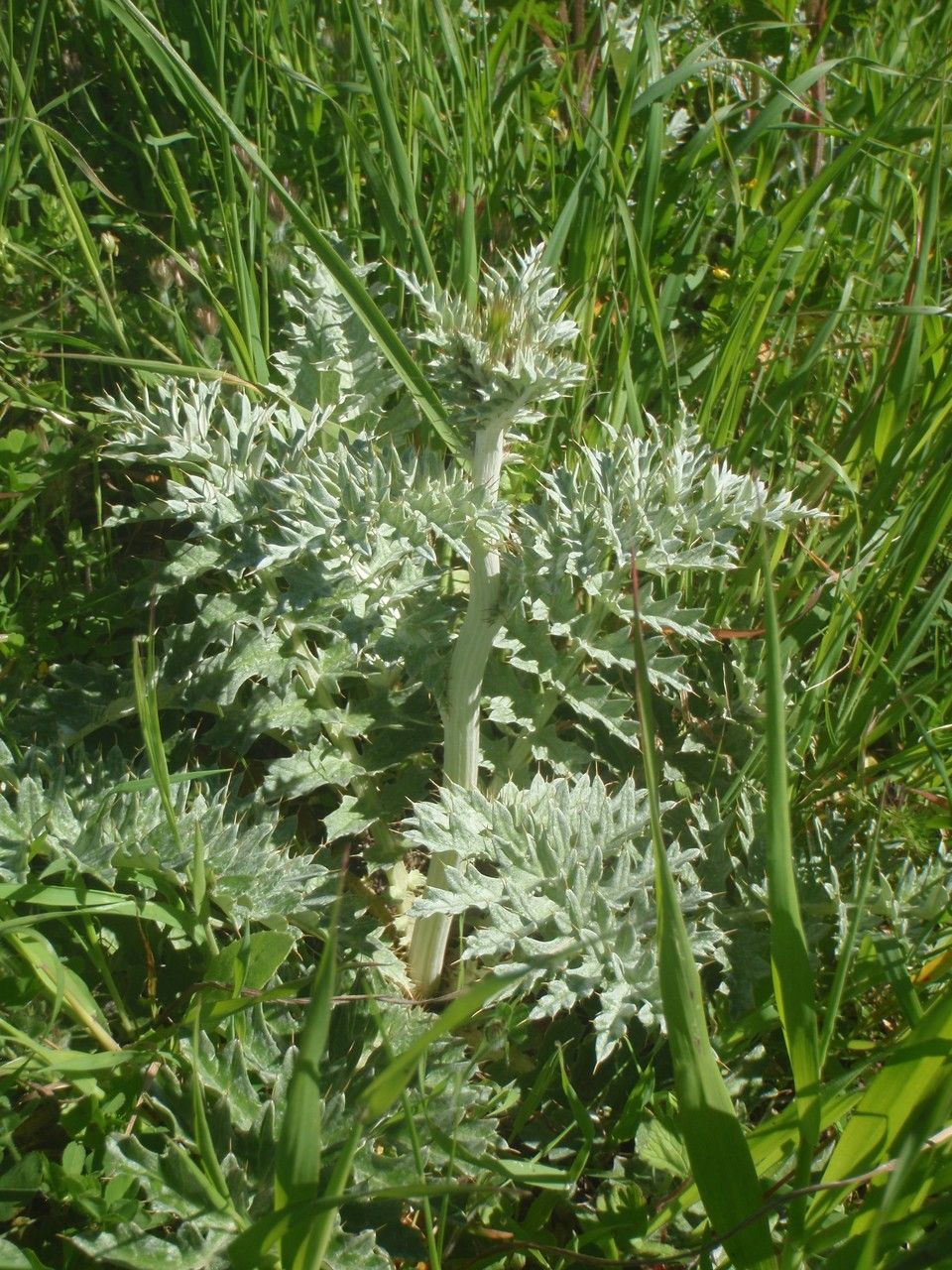 Cynara algarbiensis habit