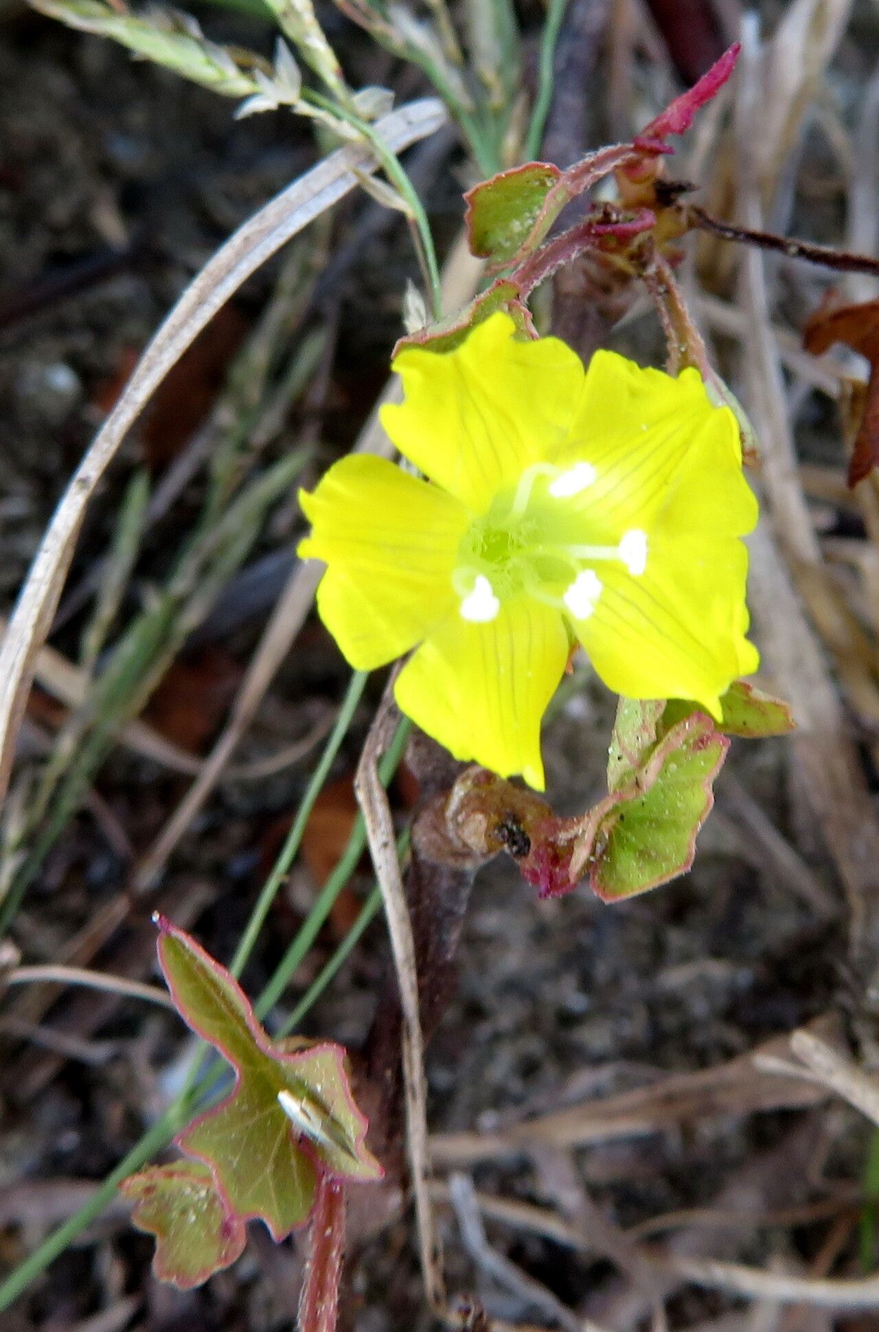 Merremia hederacea flower