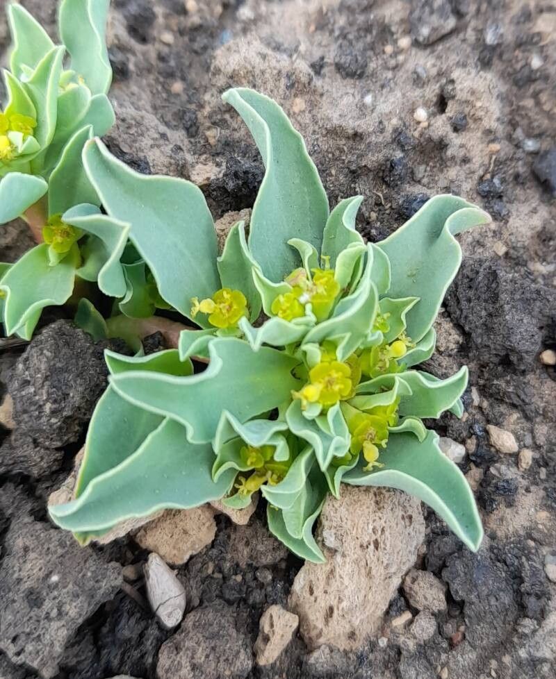 Euphorbia collina — houseplant care guide