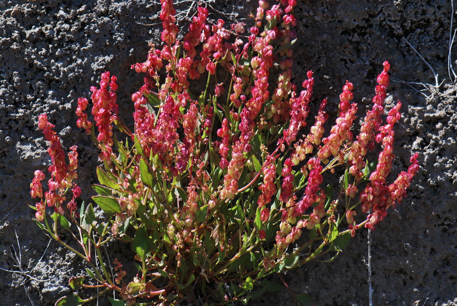 Rumex simpliciflorus — houseplant care guide