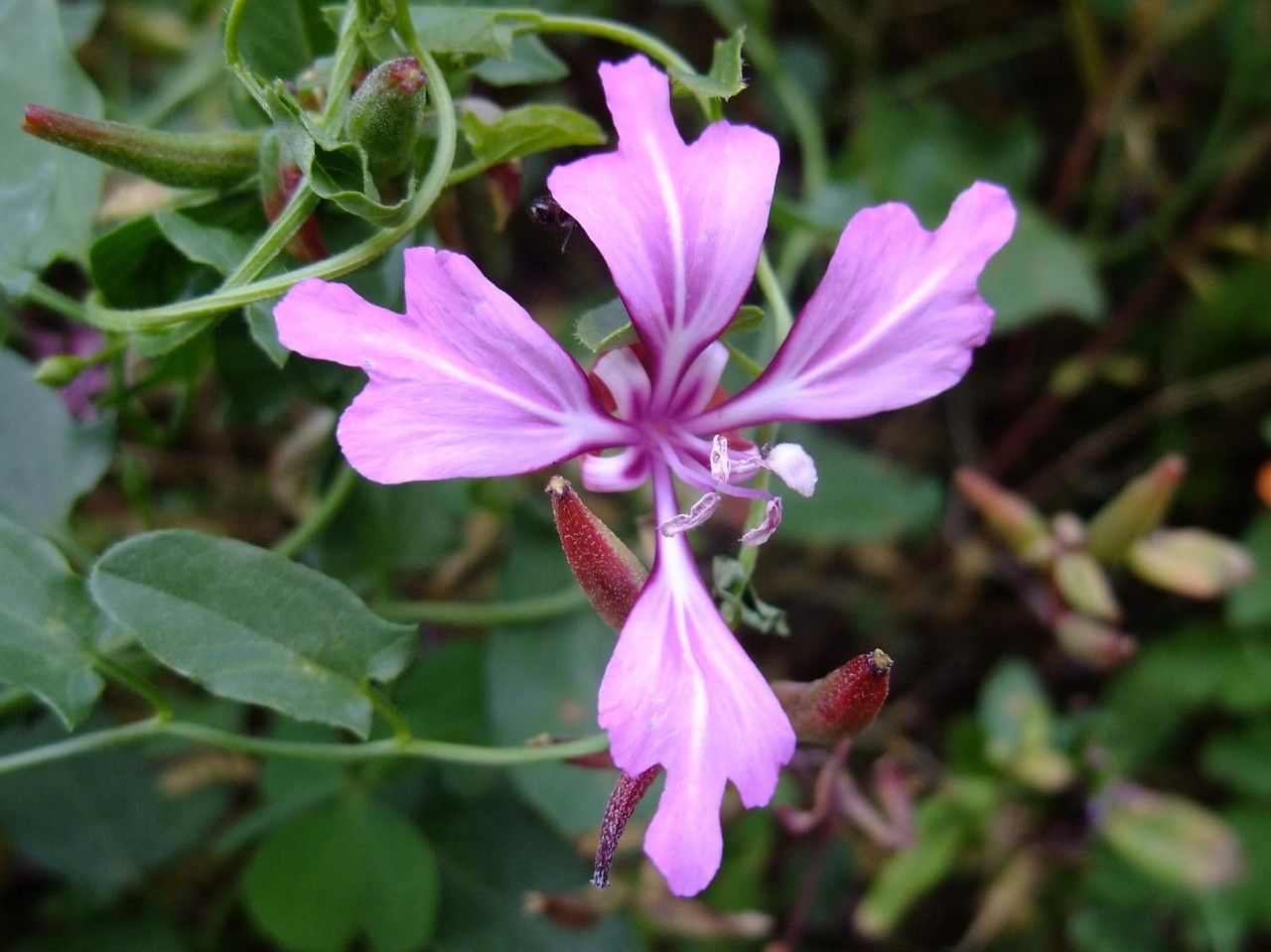 Clarkia concinna flower