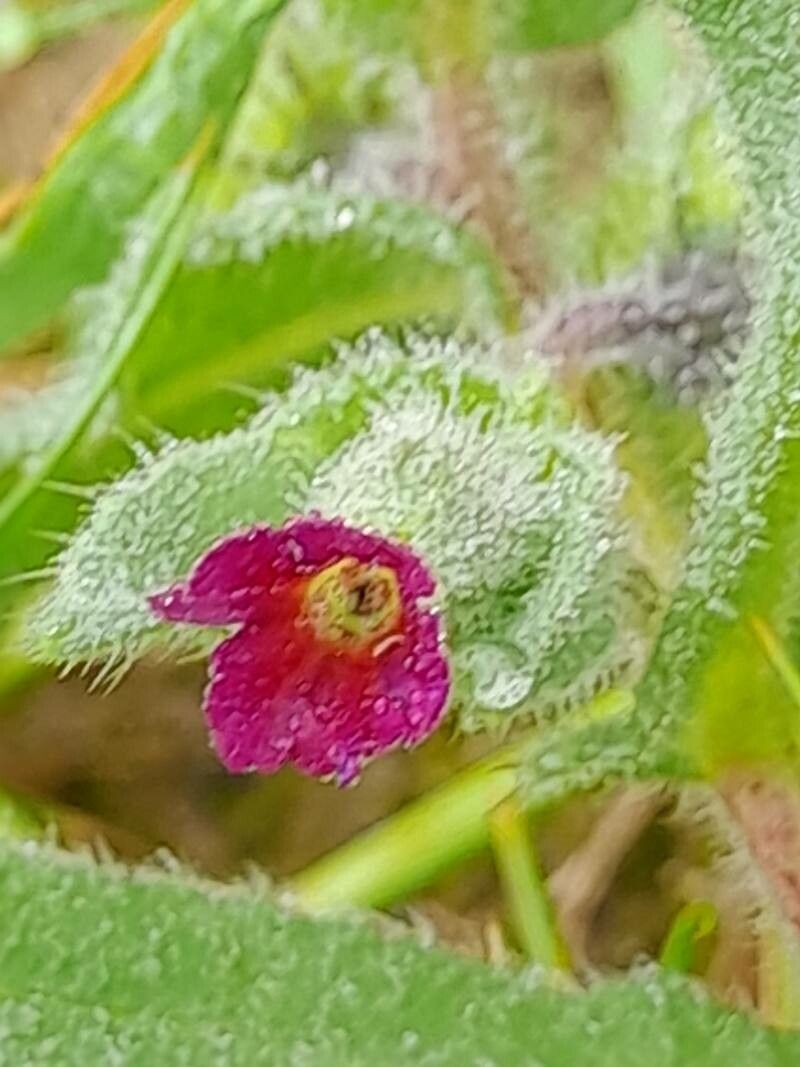 Nonea caspica flower