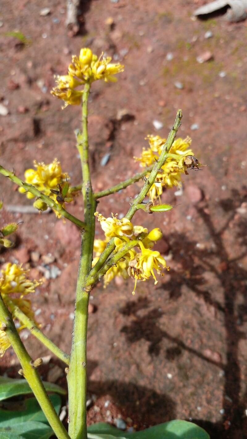 Tachigali aurea flower