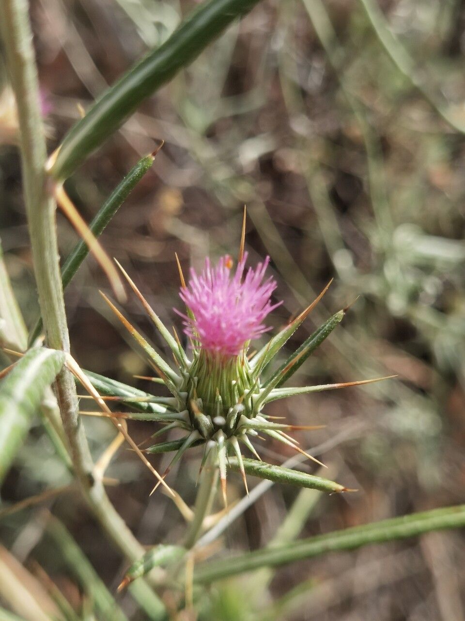 Ptilostemon stellatus flower