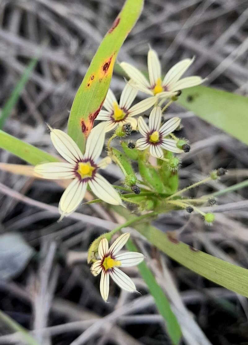Sisyrinchium sellowianum — search result for 'Sisyrinchium'