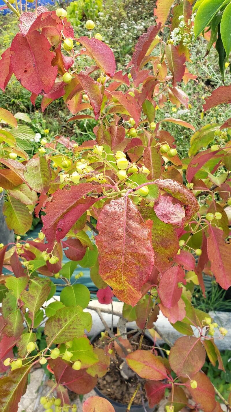Euonymus grandiflorus leaf