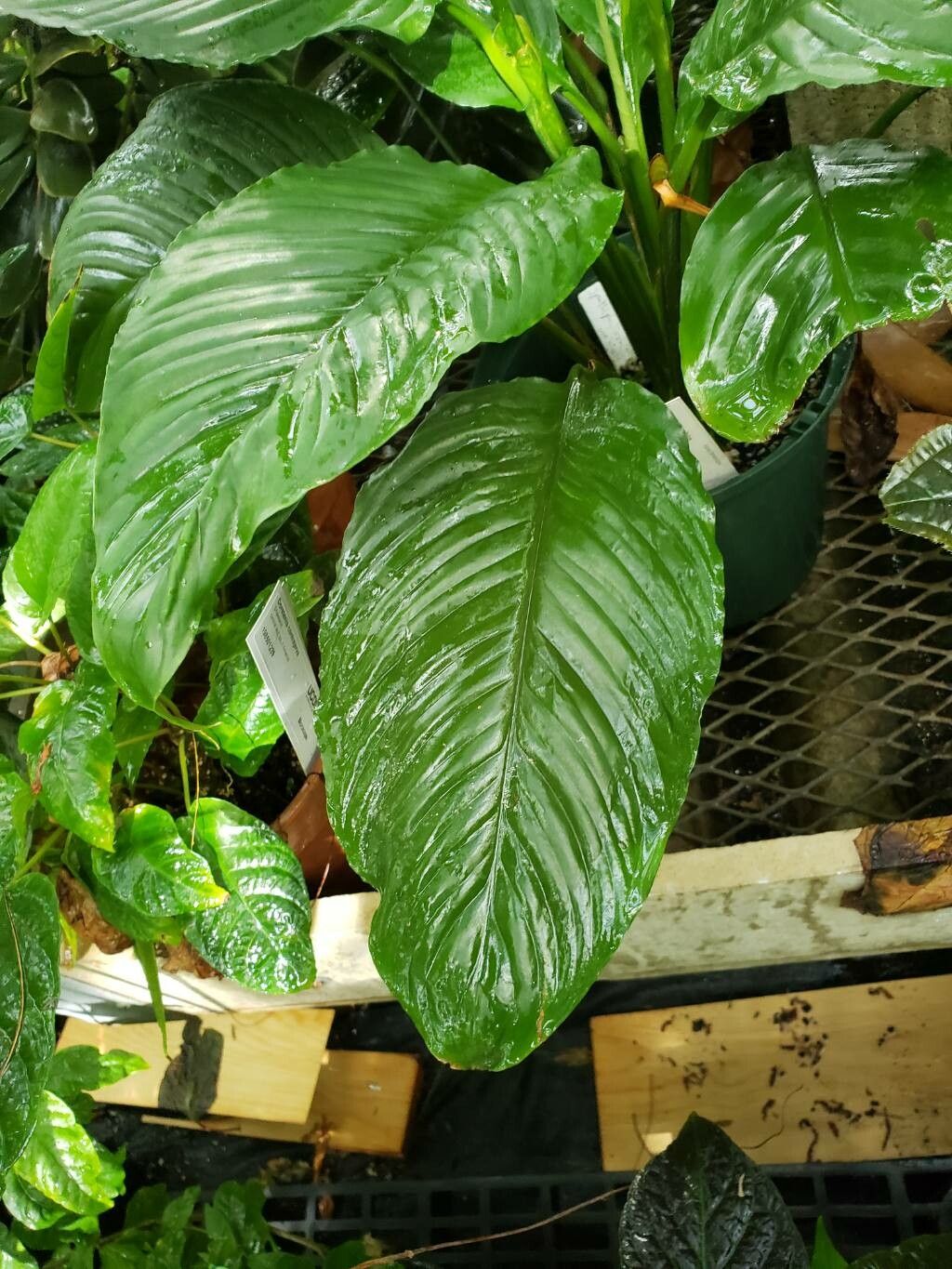 Spathiphyllum phryniifolium — houseplant care guide