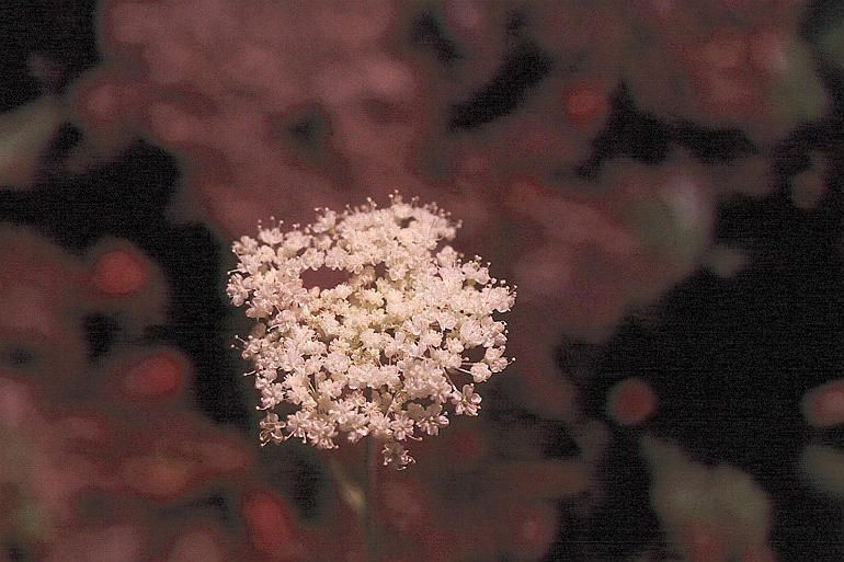 Perideridia lemmonii — houseplant care guide