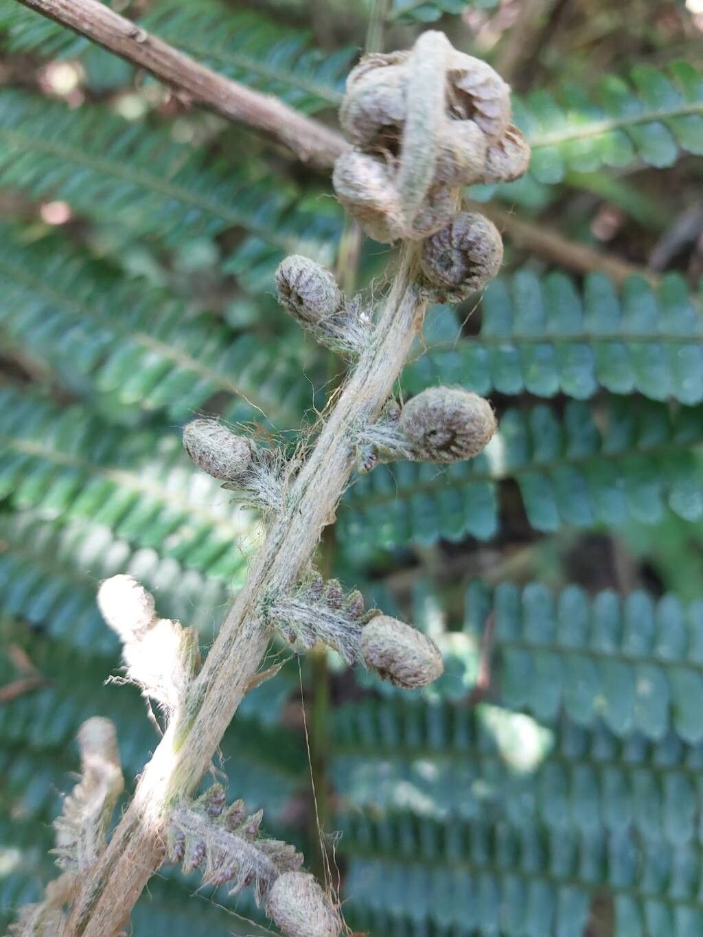 Alsophila tsaratananensis — houseplant care guide