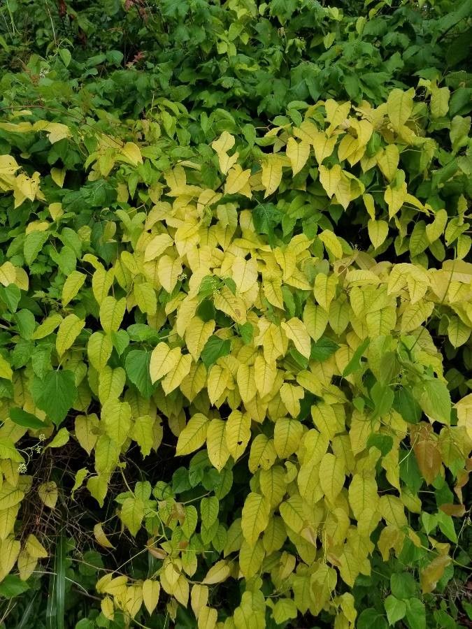 Brunnichia ovata — search result for 'Polygonaceae'