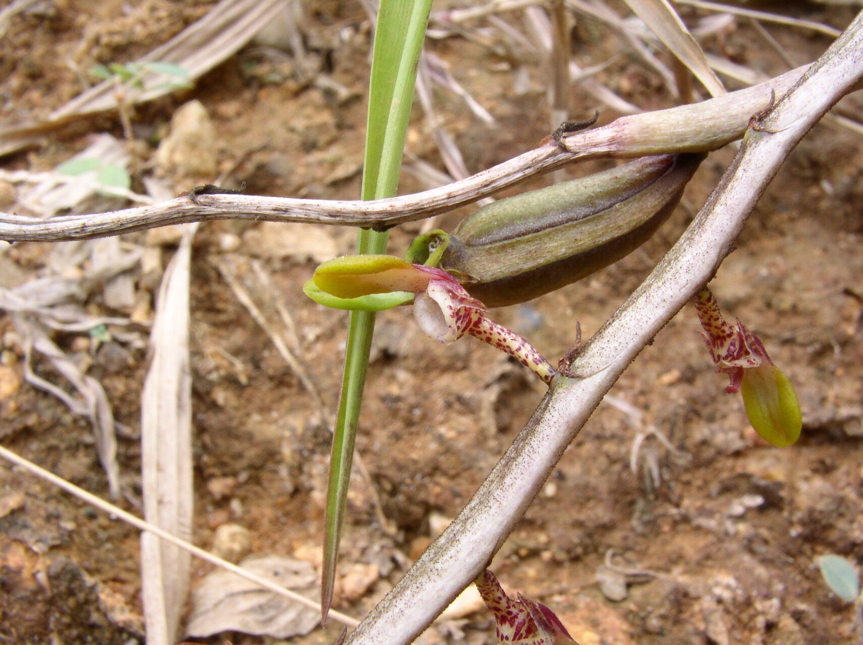 Bulbophyllum calyptratum — houseplant care guide