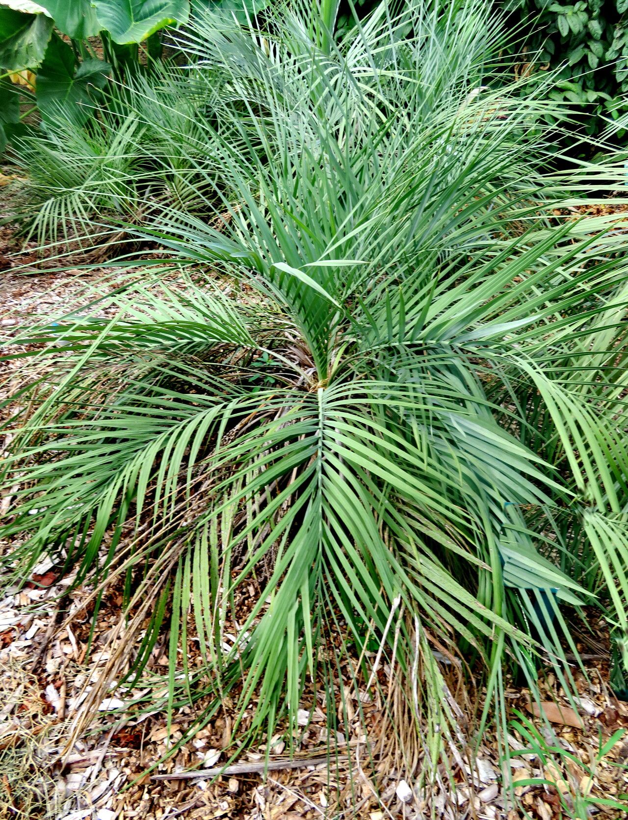 Butia lepidotispatha habit