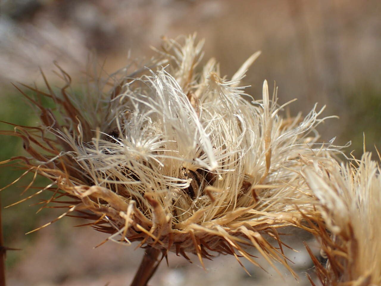 Ptilostemon chamaepeuce fruit