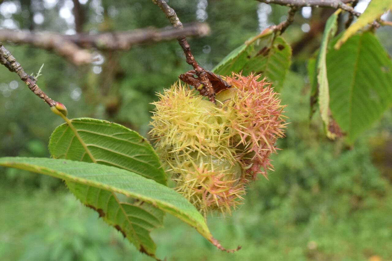 Corylus ferox fruit