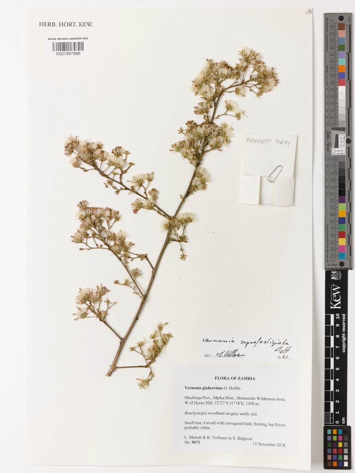 Vernonia suprafastigiata — houseplant care guide