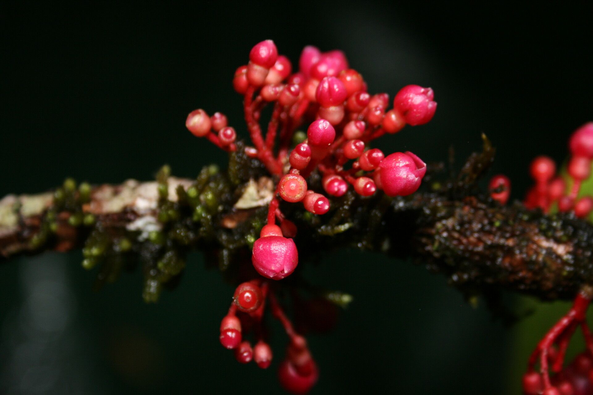 Medinilla brassii flower
