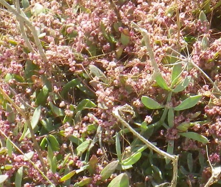 Cuscuta palaestina habit