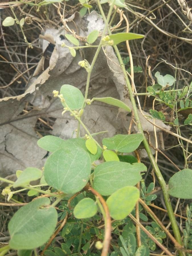 Cocculus hirsutus — search result for 'Pakistan'