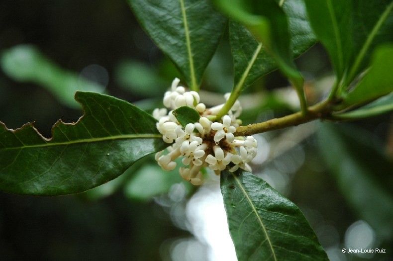 Pittosporum obovatum flower