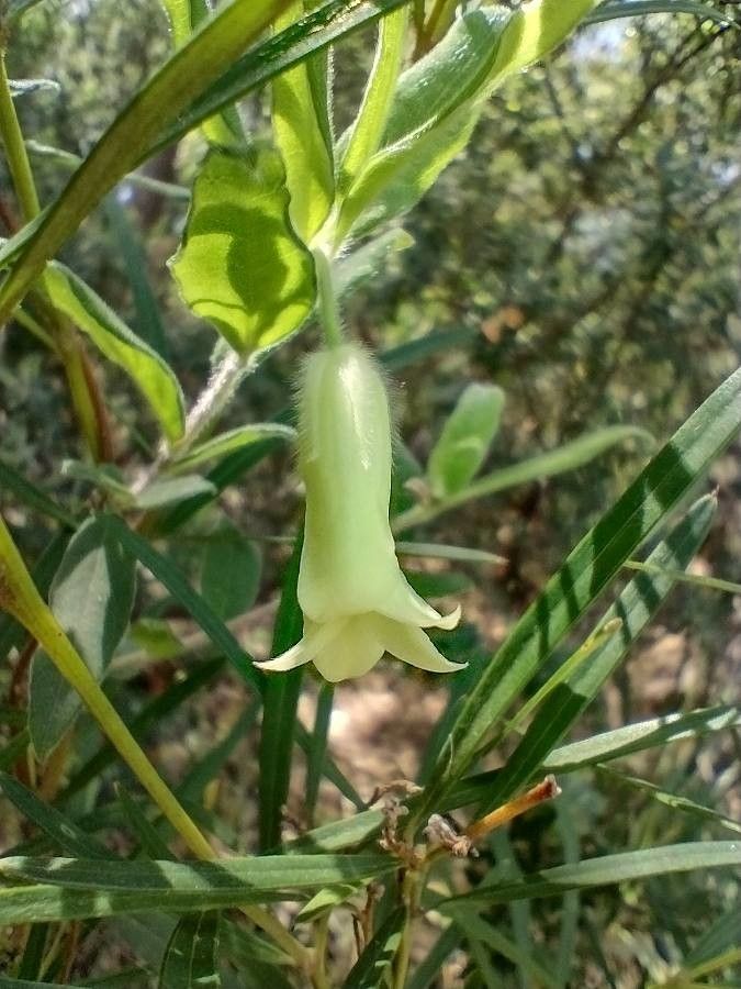 Billardiera scandens flower
