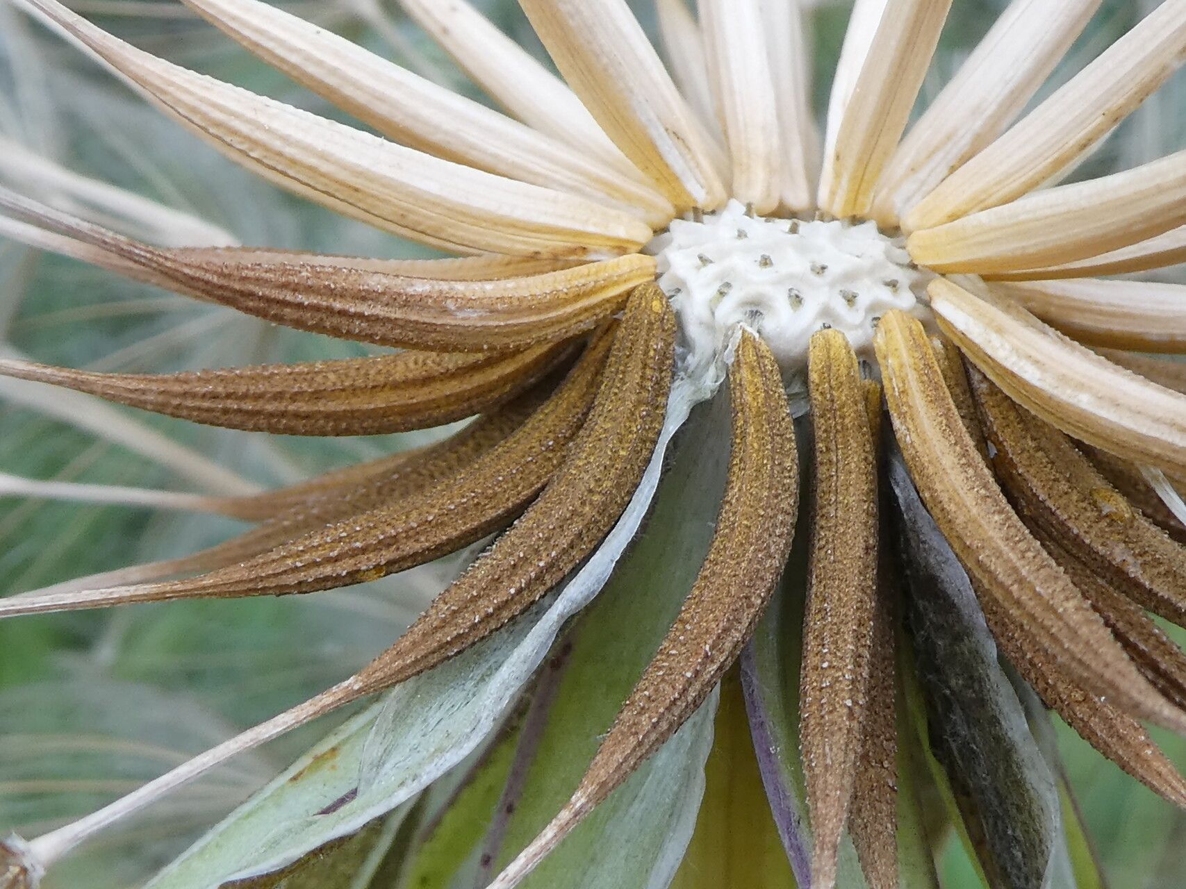 Tragopogon lamottei fruit