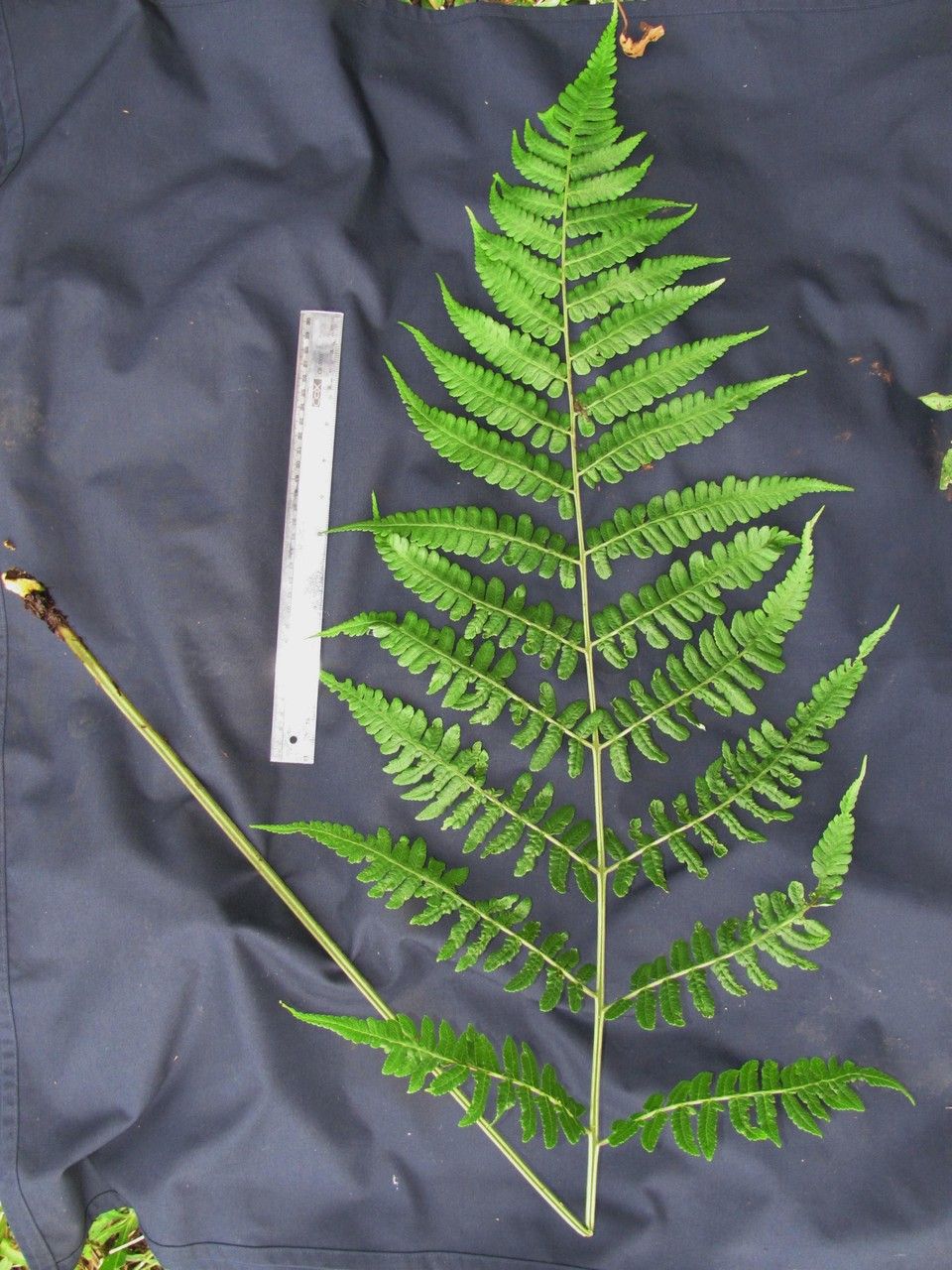 Diplazium skutchii leaf