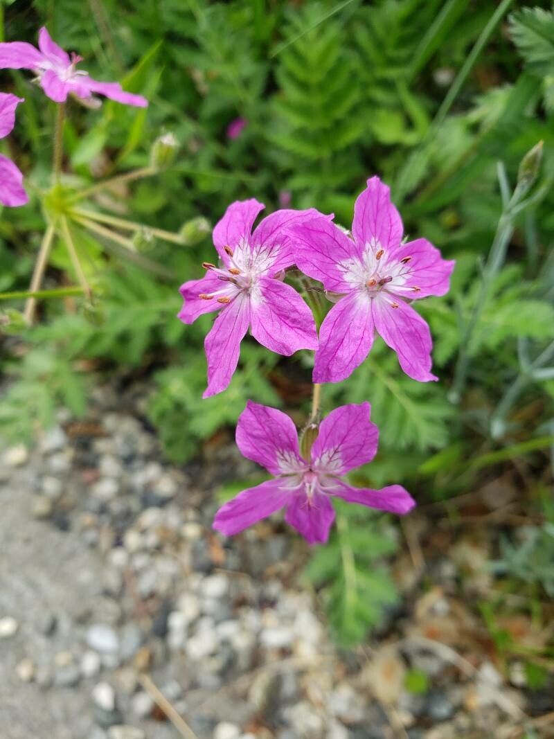 Erodium manescavi flower