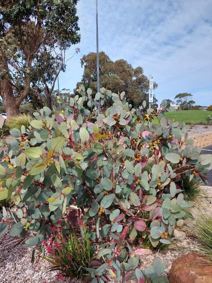 Eucalyptus preissiana — search result for 'Eucalyptus'