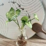 Syngonium angustatum