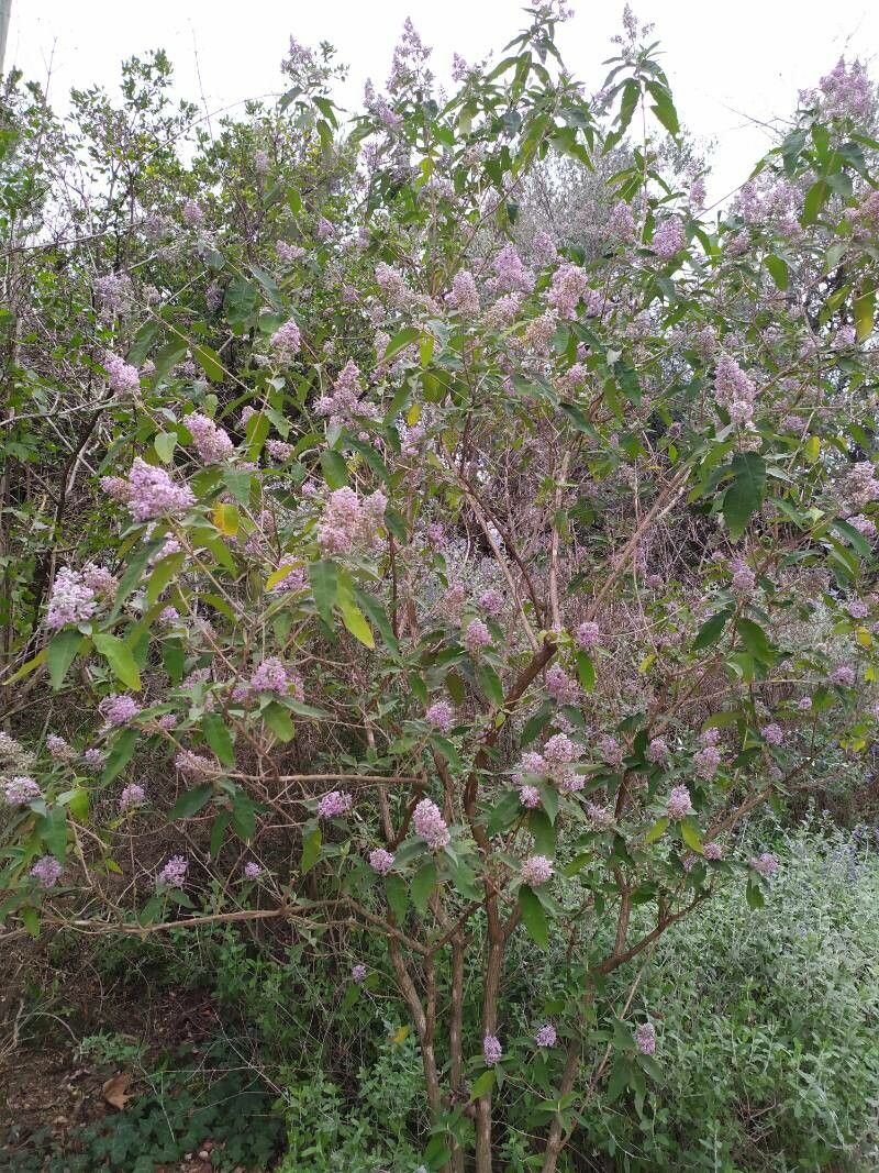 Buddleja officinalis habit