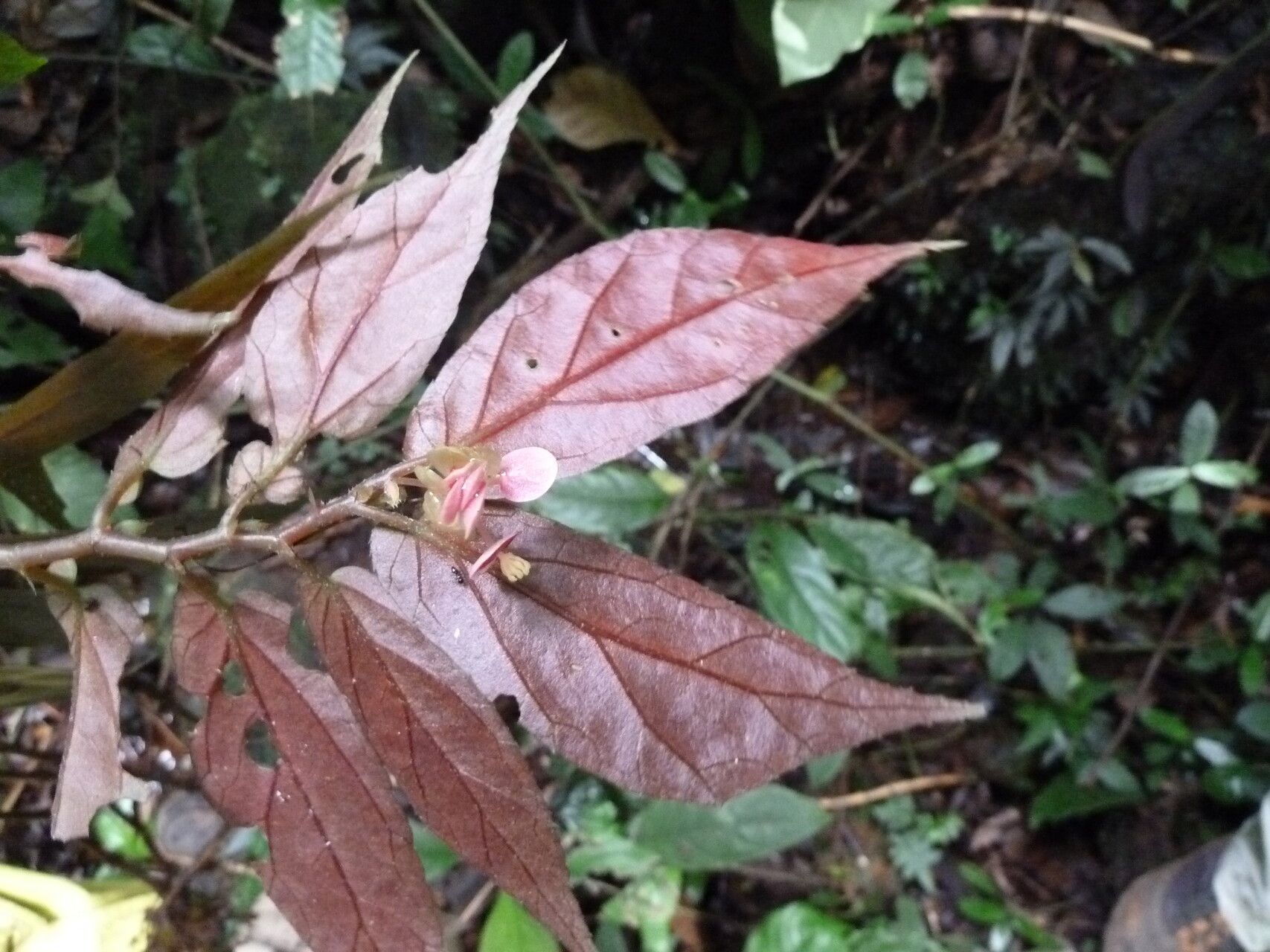 Begonia macrocarpa flower