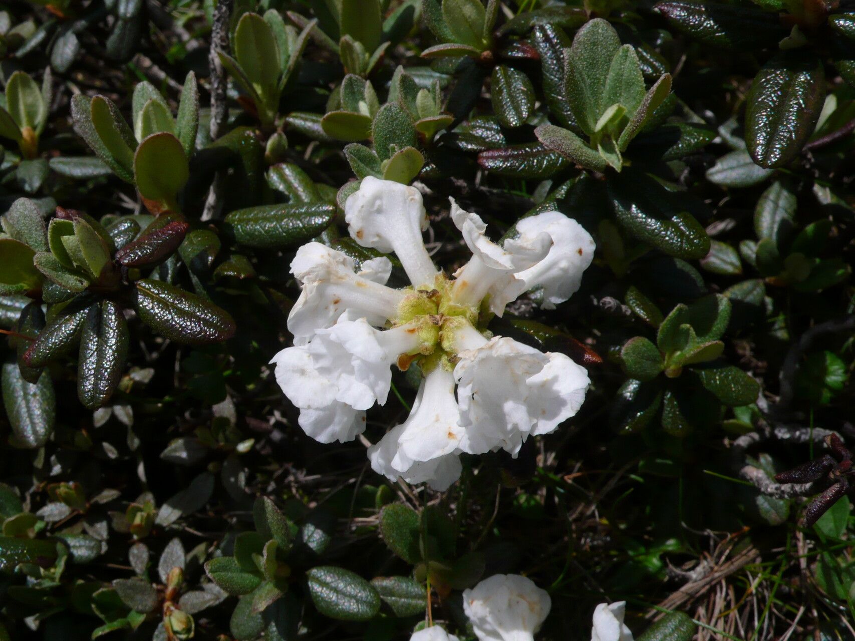 Rhododendron primuliflorum flower