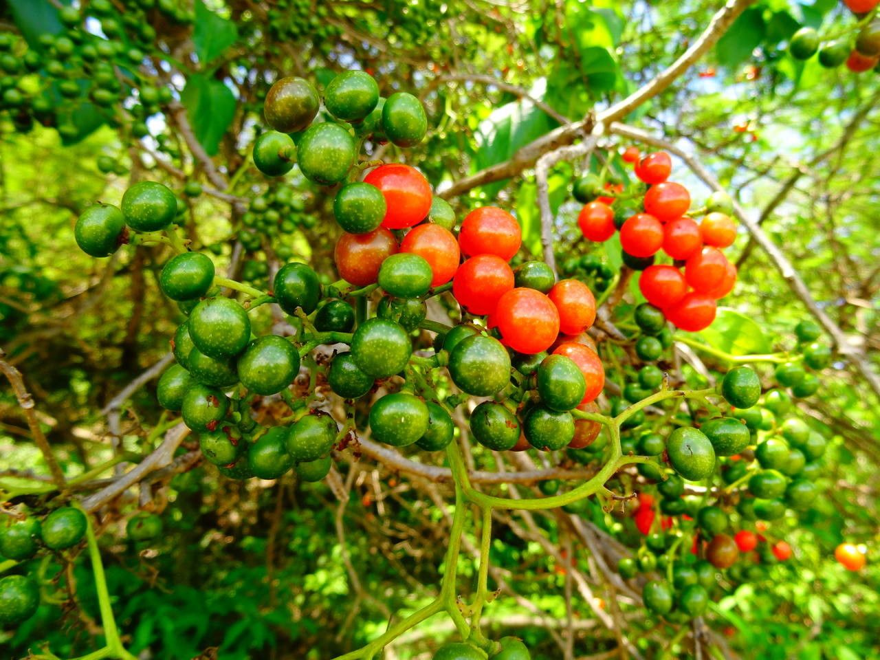 Cordia collococca fruit